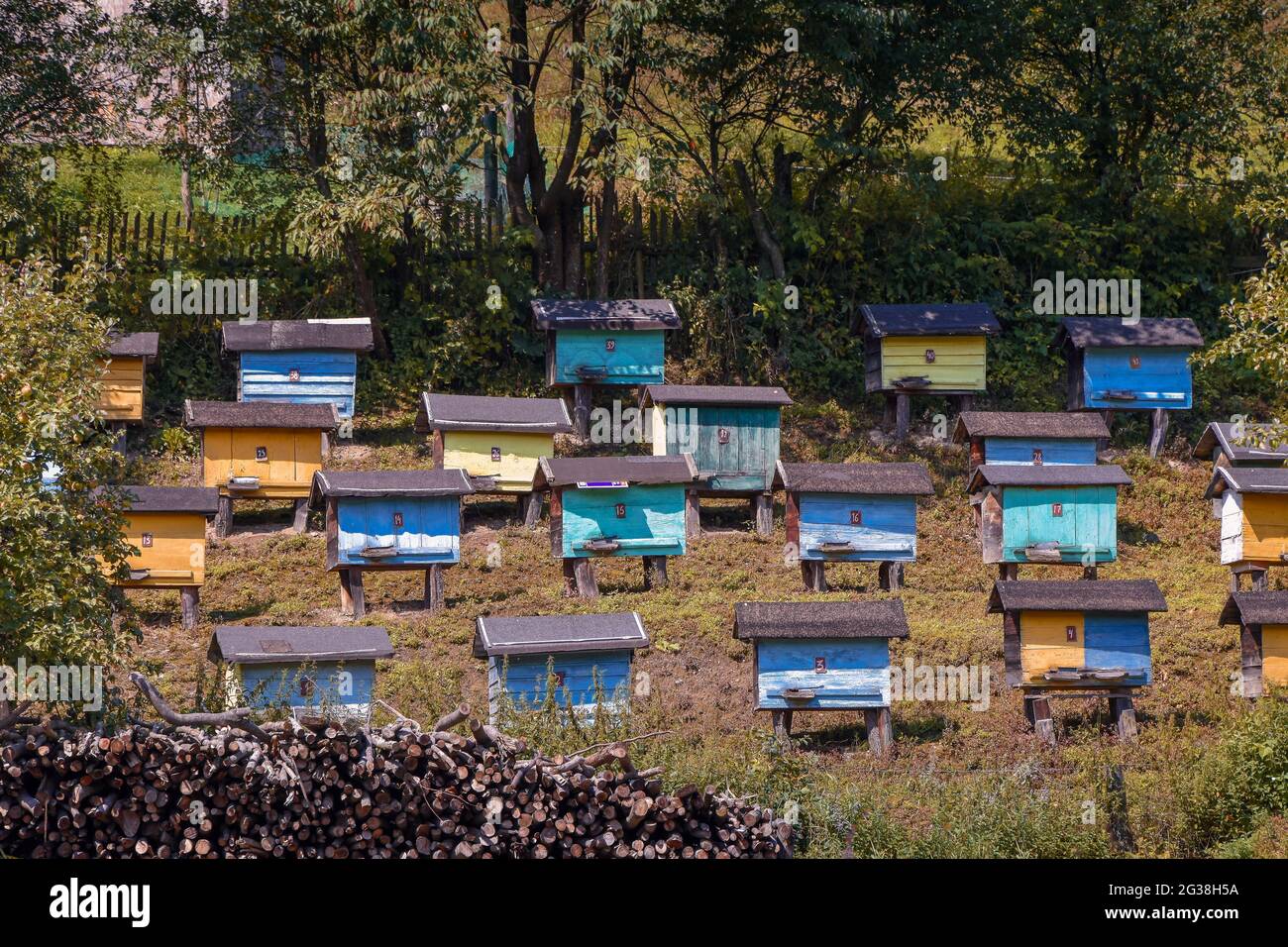 Gruppe von bunten Bienenstöcken, die an einem sonnigen Tag auf einem Hang zwischen den Bäumen stehen Stockfoto