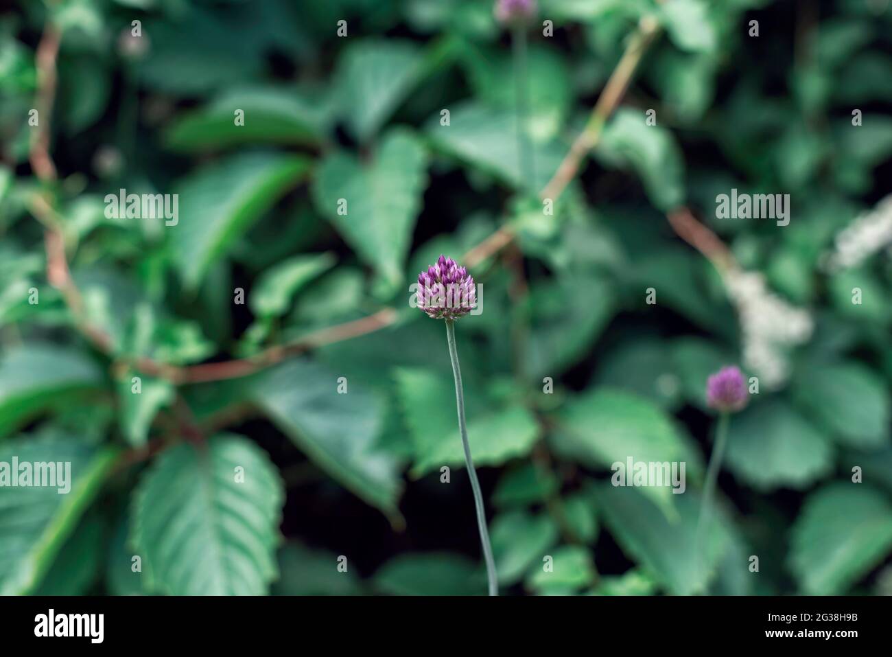 Wilde Landschaften in Europa Stockfoto