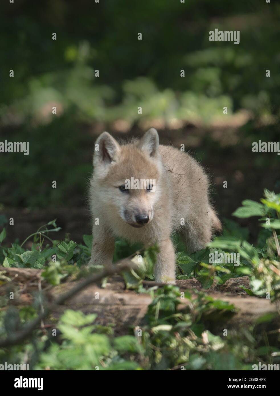 wolf-Welpen-Portrait im Wald Stockfoto