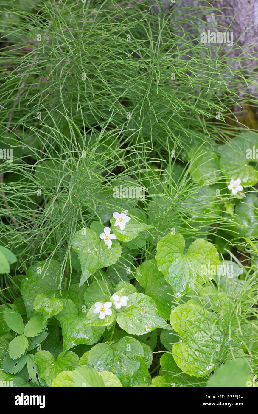 Wilde Veilchen und Equisetum auf dem Many Springs Trail in einem Bergtal der Rocky Mountains, Bow Valley Provincial Park, Alberta, Kanada Stockfoto