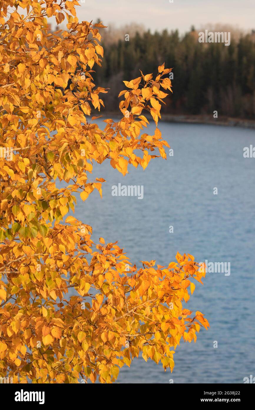 Balsam Pappel Baum in Herbstfarbe am Glenmore Reservoir Stockfoto