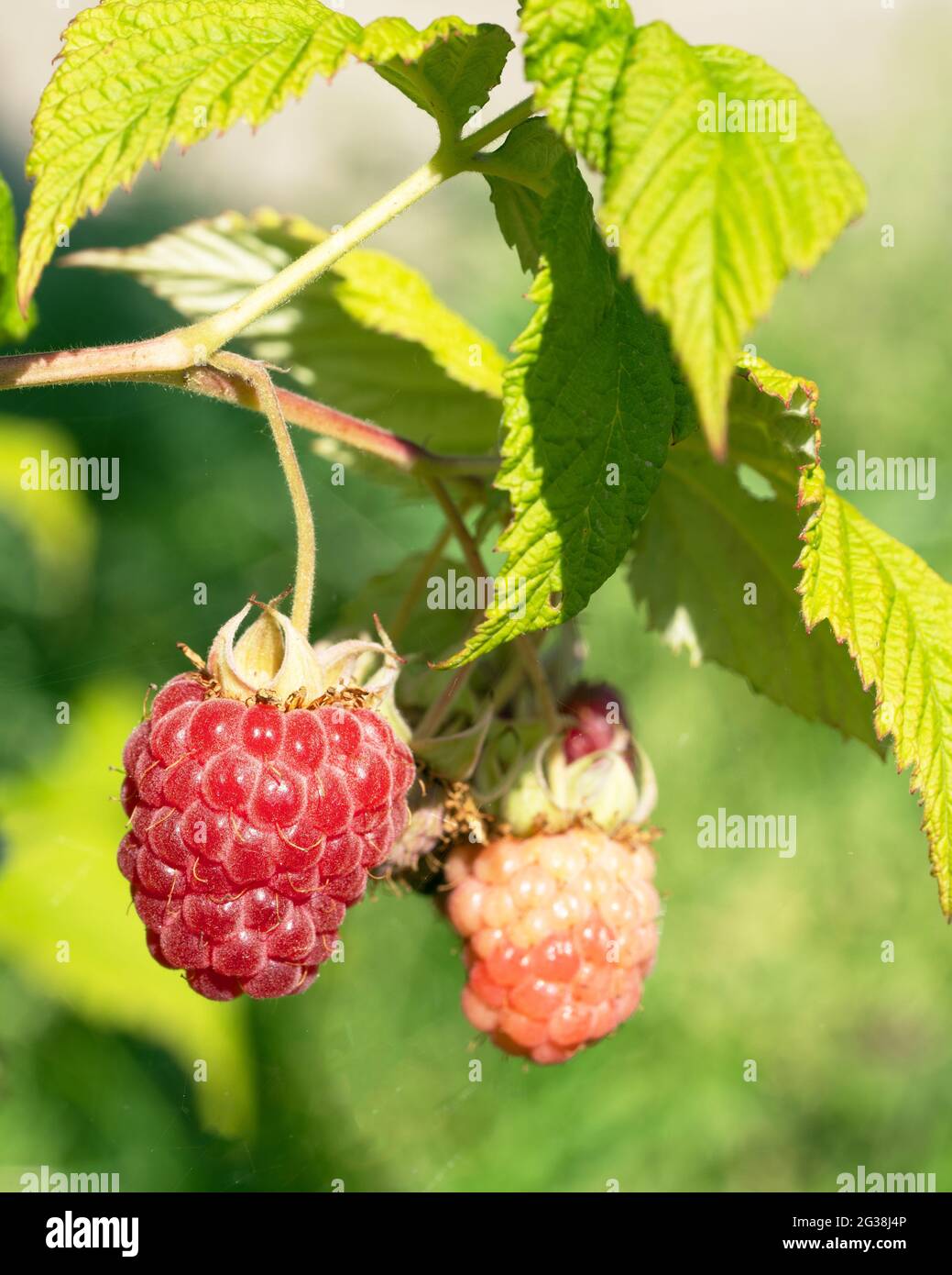 Himbeere (Rubus idaeus), Früchte der Sommerzeit Stockfoto