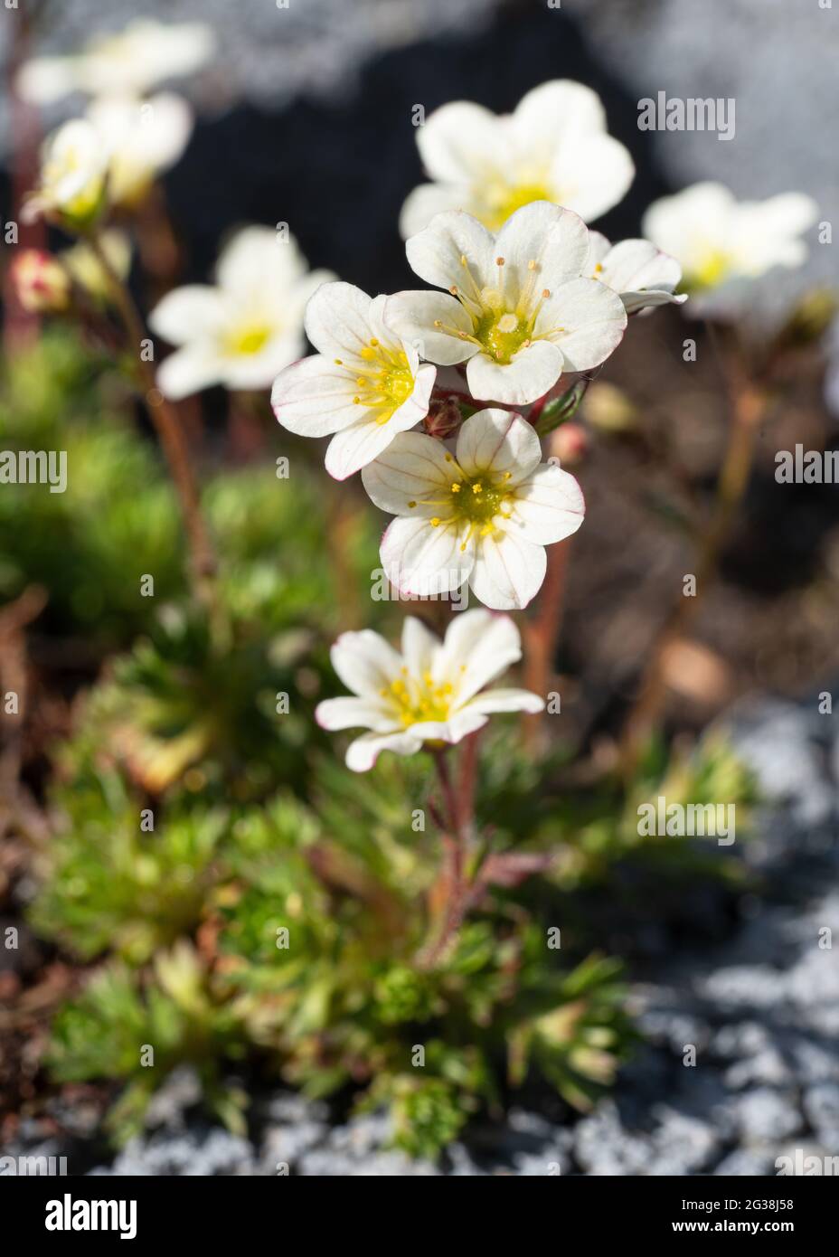 Nahaufnahme von moosiger Saxifraga (Saxifraga bryoides) Stockfoto