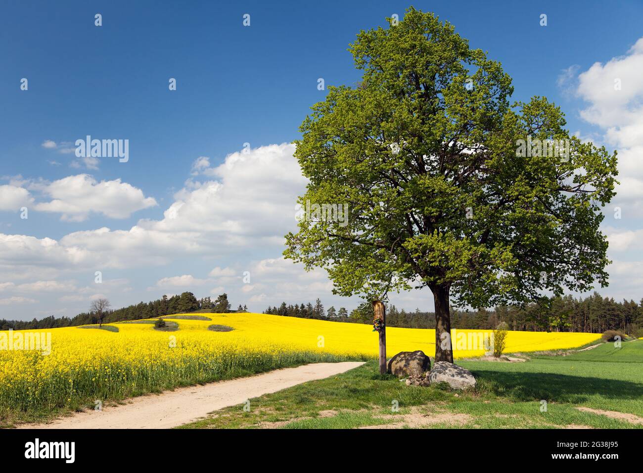 Weg zwischen Rapsfeld und Linde mit Kruzifix Stockfoto