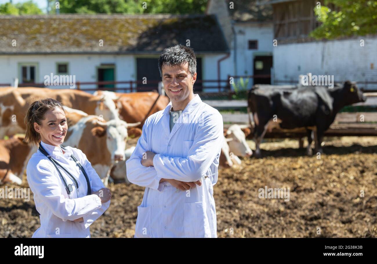 Junge Ärztinnen und Ärzte posieren mit gekreuzten Armen und nehmen Augenkontakt mit der Kamera auf. Zwei Tierärzte in Laborkittel stehen auf Ranch mit Kühen i Stockfoto