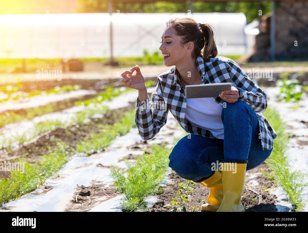 Frau Agronomin mit Tablet in der Landwirtschaft. Landwirt hockt in Anisfeldern mit Blattüberwachung. Stockfoto