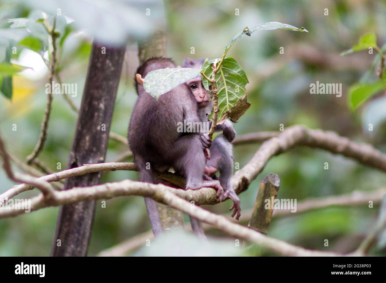 Ein paar von Baby-Makaken-Affen in Indonesien Stockfoto