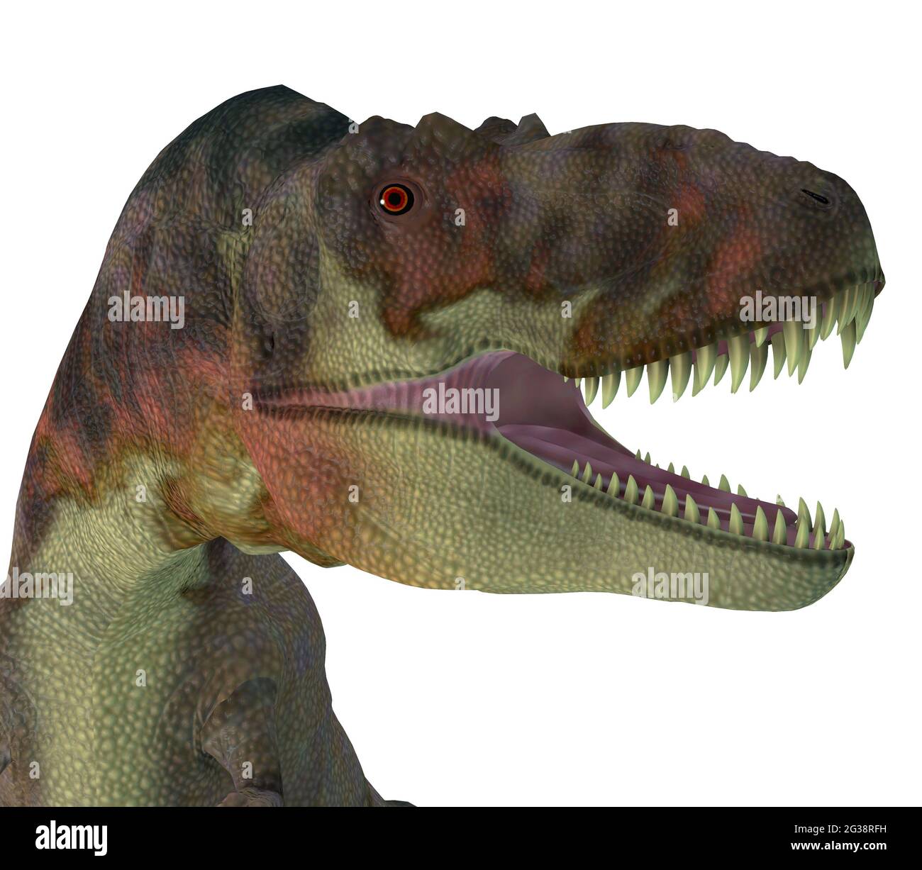 Tyrannosauriden theropod dinosaurier -Fotos und -Bildmaterial in hoher ...