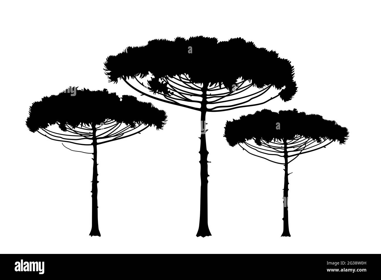 Araucaria araucana, brasilianische Kiefer. Immergrüner Nadelbaum Illustration Icon, Rush, Textur. Bäume werden auf weißem Hintergrund umrissen. Stockfoto