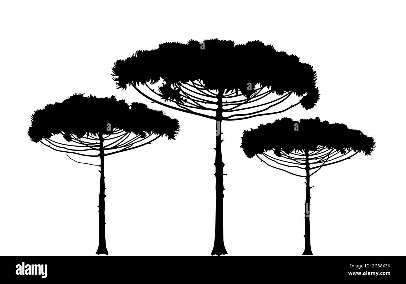 Araucaria araucana, brasilianische Kiefer. Immergrüner Nadelbaum Illustration Icon, Rush, Textur. Bäume werden auf weißem Hintergrund umrissen. Vektor. Stock Vektor