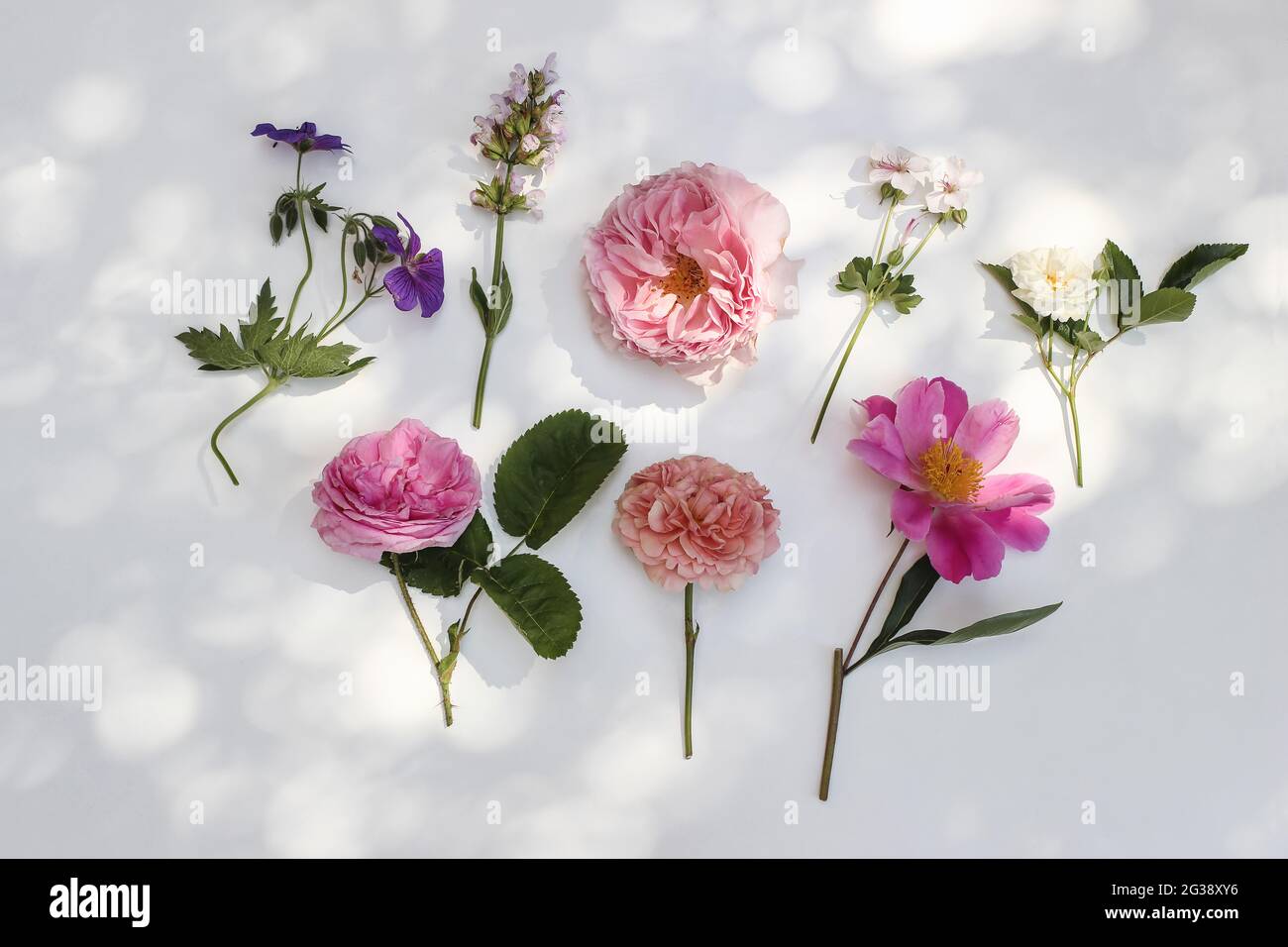 Feminine sommerliche florale Komposition. Gartenblumen und Kräuter isoliert auf weißem Tischhintergrund im Sonnenlicht. Bunte Rosen, Salbei, Pfingstrose und Geranie Stockfoto