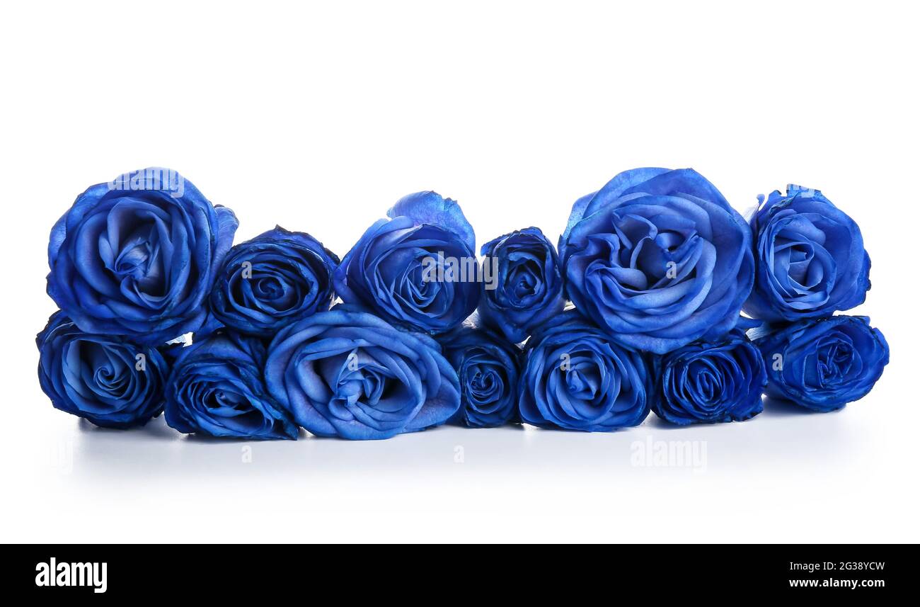 Schöne blaue Rosen auf weißem Hintergrund Stockfoto