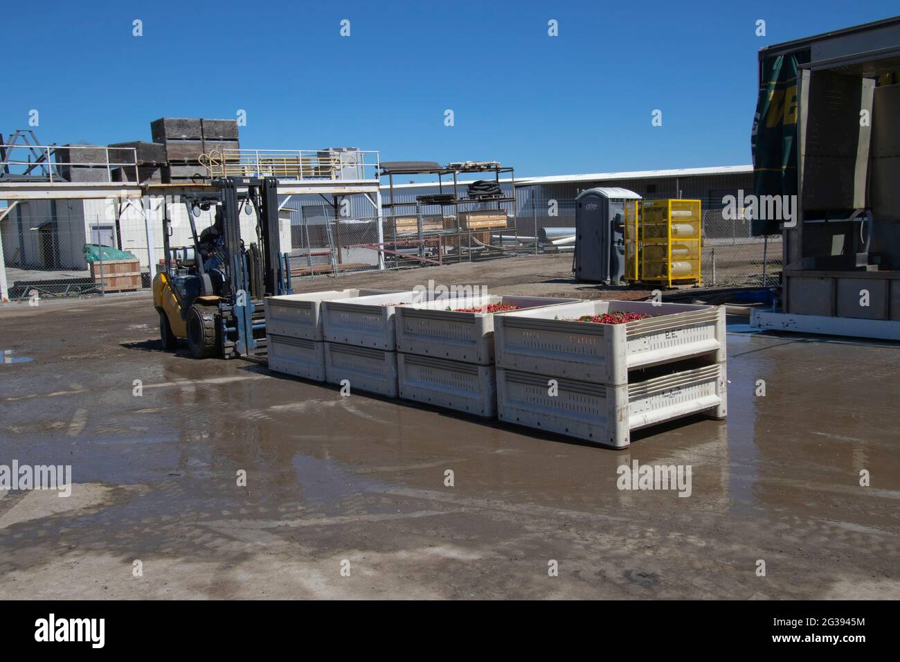 Gabelstaplerfahrer bereitet sich darauf vor, Kartons kommerziell gepflückter Bing-Kirschen zur tragbaren Kühlmaschine in Gilroy, Kalifornien, zu transportieren Stockfoto