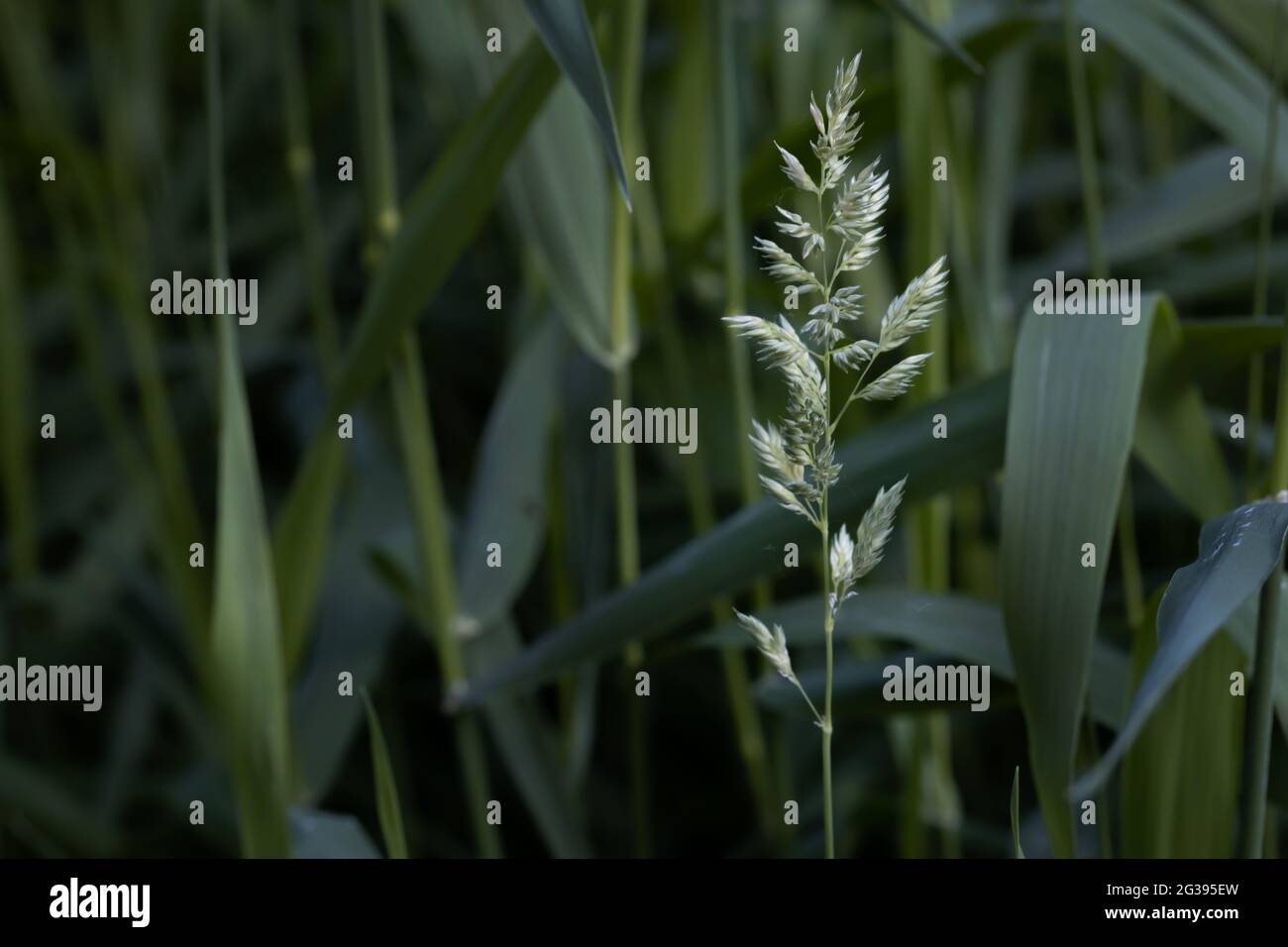 Blume vor dem Hintergrund von hohem grünem Gras im Sommer, selektiver Fokus Stockfoto