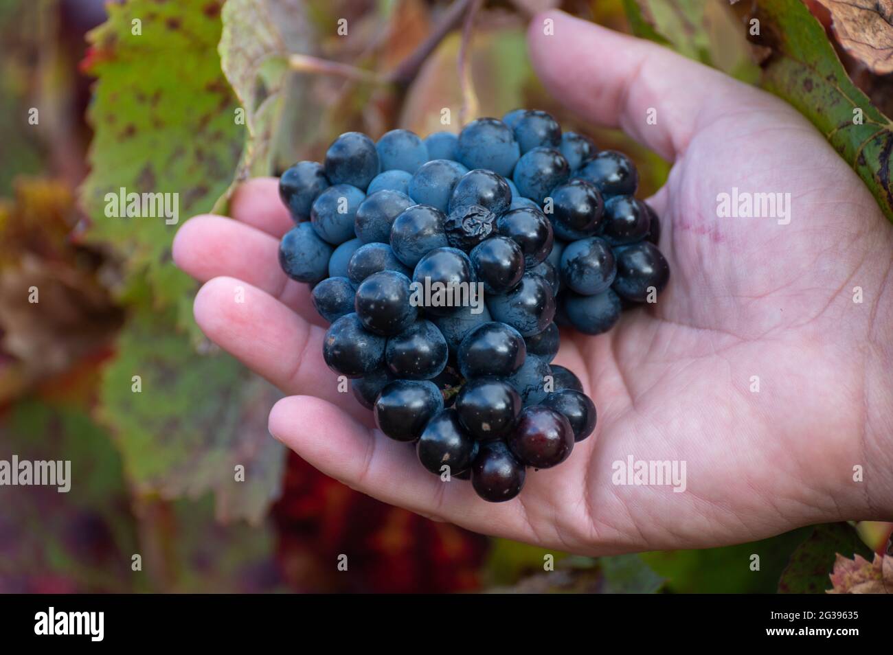 Bunte Blätter und reife schwarze Trauben auf terrassenförmig angelegten Weinbergen des Douro-Flusstal bei Pinhao im Herbst, Portugal, aus nächster Nähe Stockfoto