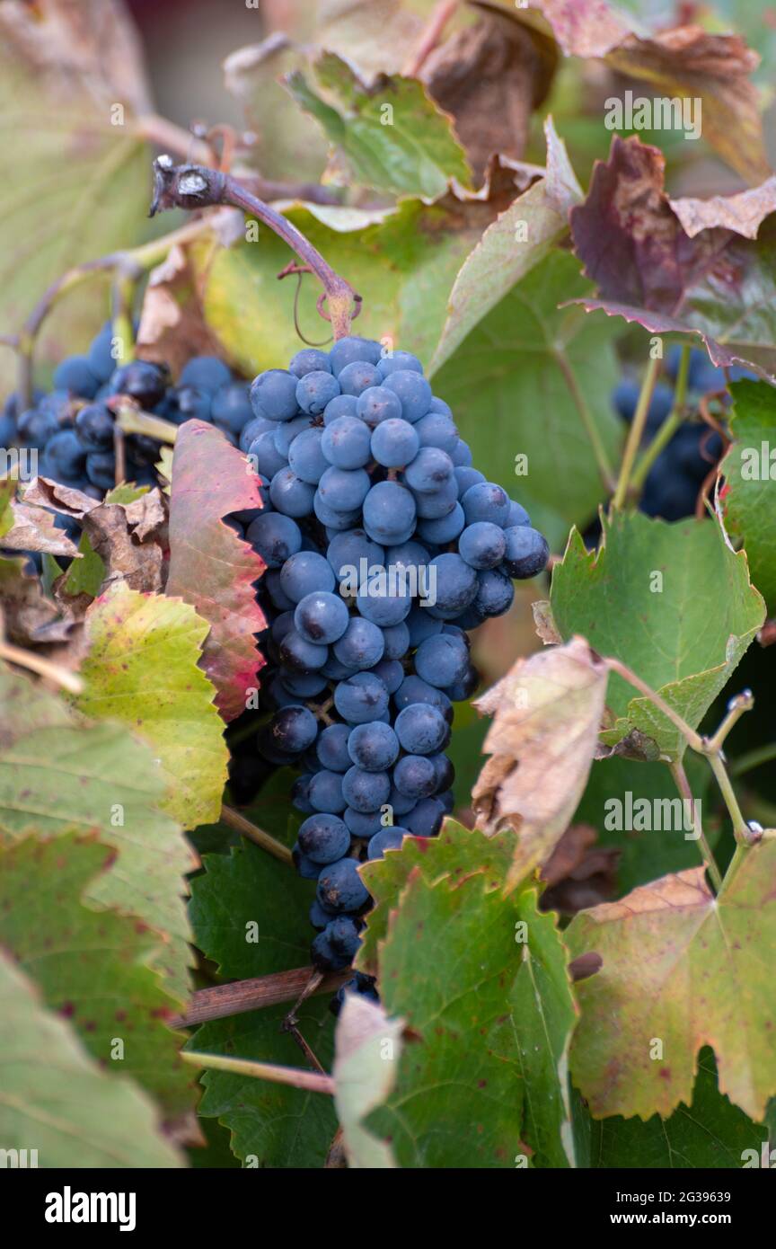 Bunte Blätter und reife schwarze Trauben auf terrassenförmig angelegten Weinbergen des Douro-Flusstal bei Pinhao im Herbst, Portugal, aus nächster Nähe Stockfoto