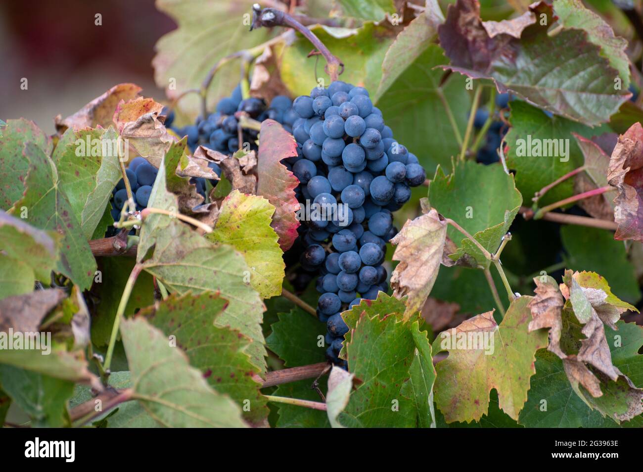 Bunte Blätter und reife schwarze Trauben auf terrassenförmig angelegten Weinbergen des Douro-Flusstal bei Pinhao im Herbst, Portugal, aus nächster Nähe Stockfoto