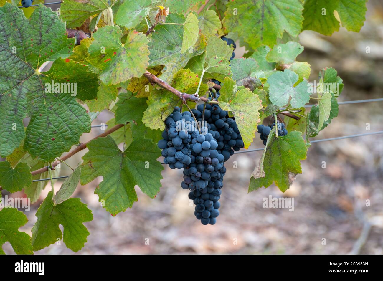 Bunte Blätter und reife schwarze Trauben auf terrassenförmig angelegten Weinbergen des Douro-Flusstal bei Pinhao im Herbst, Portugal, aus nächster Nähe Stockfoto