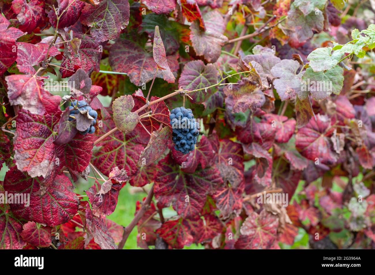 Bunte Blätter und reife schwarze Trauben auf terrassenförmig angelegten Weinbergen des Douro-Flusstal bei Pinhao im Herbst, Portugal, aus nächster Nähe Stockfoto