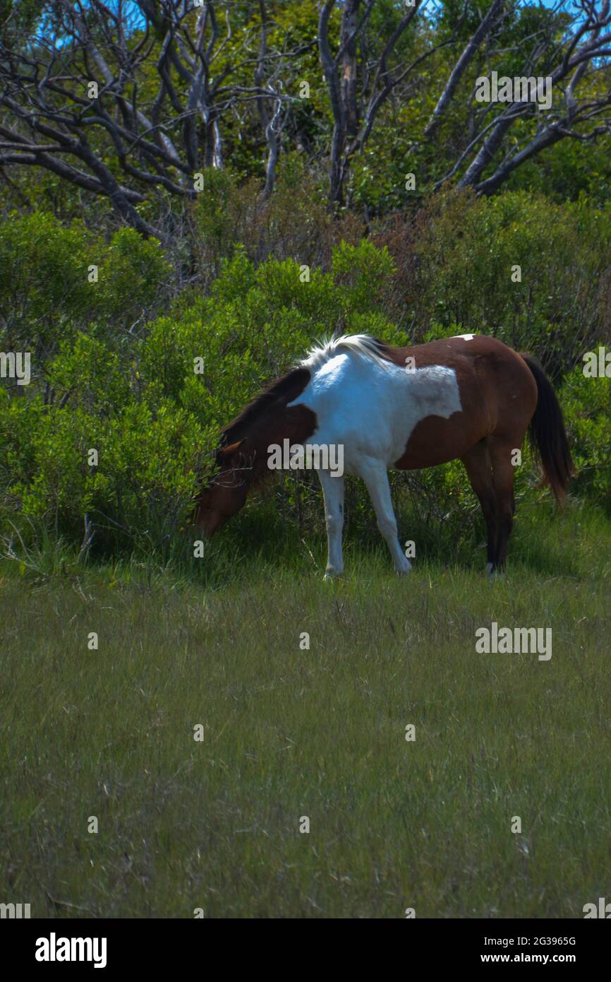 Wildes braunes und weißes Pferd ernährt sich unter einem weitläufigen Baum an der Chesapeake Bay, Assateague Island National Seashore in Berlin von Kordgras und Strandgras Stockfoto