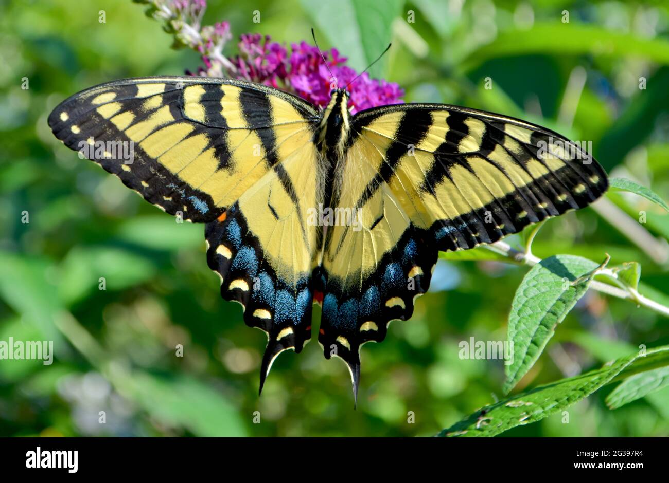 Nahaufnahme eines Schmetterlings mit dem Schwalbenschwanz des östlichen Tigers (Papilio glaucus), der aus den Blüten eines purpurnen Schmetterlingsbusches (Buddleia davidii) Nektar trinkt. Stockfoto