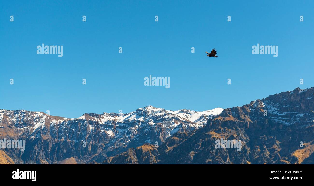 Andenkondor (Vultur gryphus), der über den Anden, dem Colca Canyon, Arequipa, Peru fliegt. Stockfoto