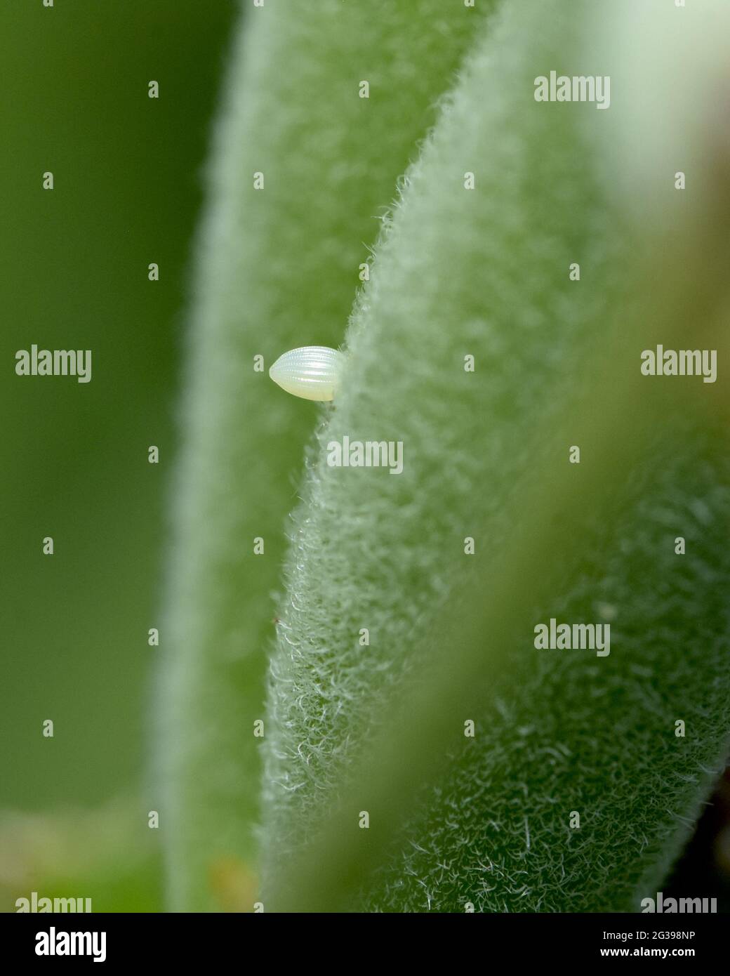 Nahaufnahme eines kleinen durchsichtigen weißen Monarch-Eies (Danaus plexippus), das auf einer Samenschote des Schmetterlingsgras (Asclepias tuberosa) abgelagert wurde. Stockfoto