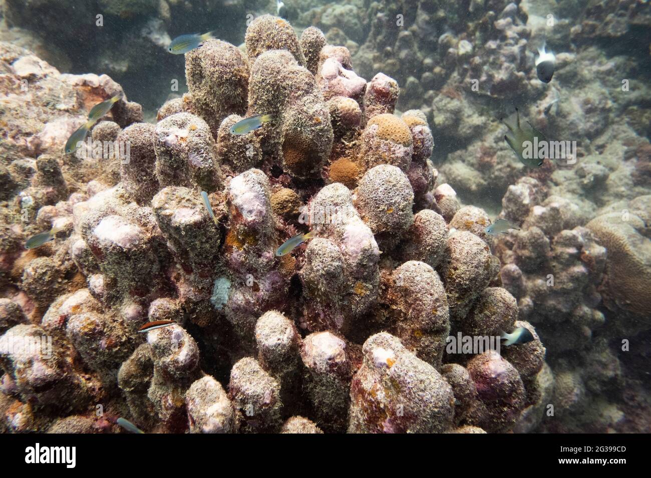 Unterwasserwelt, Korallenriffe auf Mauritius, tropische Fische Stockfoto