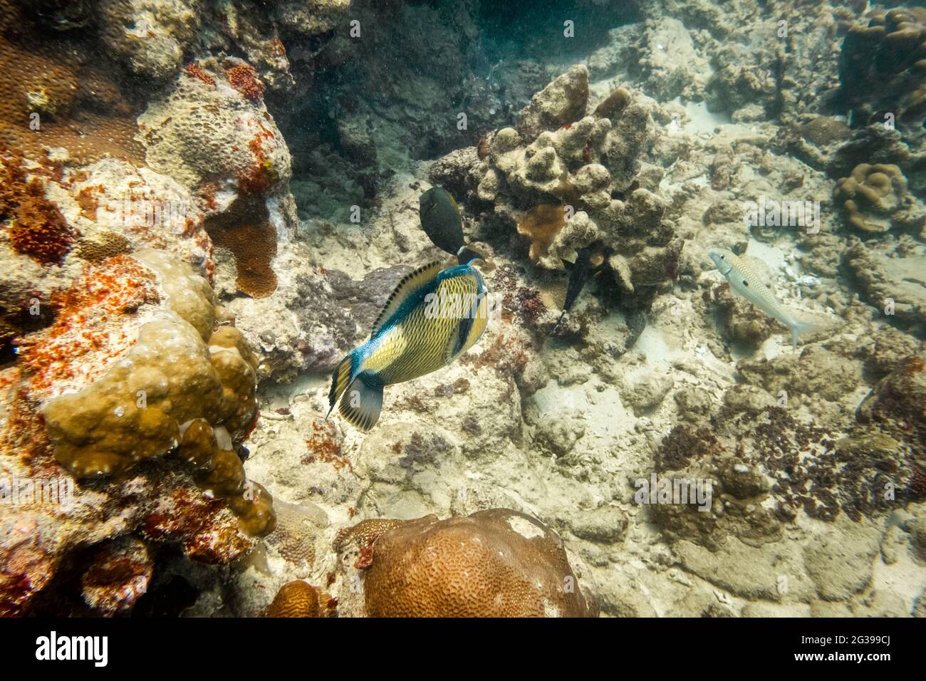 Unterwasserwelt, Korallenriffe auf Mauritius, tropische Fische Stockfoto