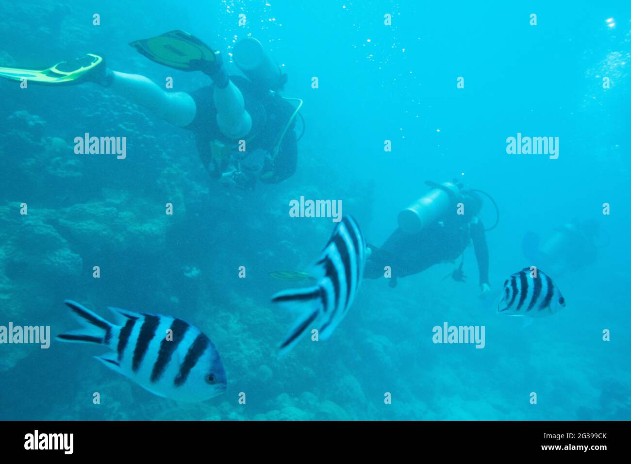 Unterwasserwelt, Korallenriff auf Mauritius, tropische Fische Stockfoto