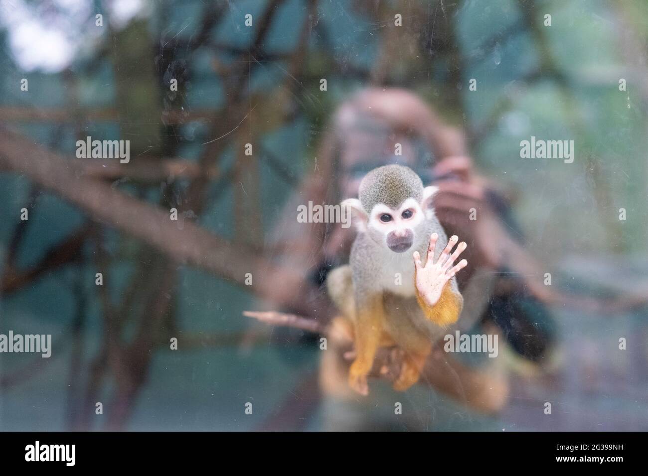 Im Zoo von Newquay, Großbritannien, befindet sich ein Eichhörnchen hinter Glas Stockfoto