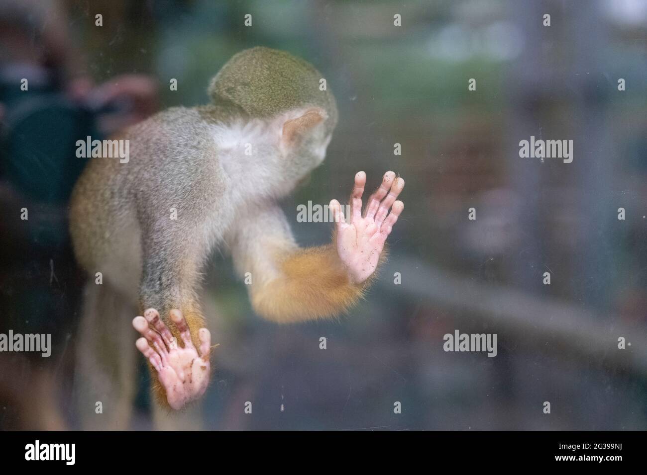Im Zoo von Newquay, Großbritannien, befindet sich ein Eichhörnchen hinter Glas Stockfoto