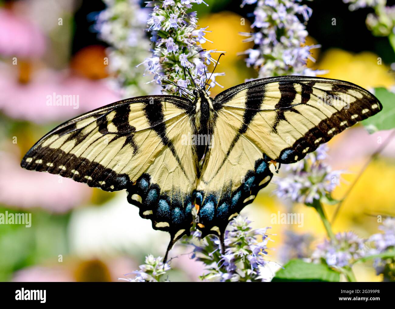 Nahaufnahme eines östlichen Tiger-Schwalbenschwanzes (Papilio glaucus) mit geöffneten Flügeln vor dem Hintergrund wunderschöner Gartenblumenfarben. Speicherplatz kopieren. Long Island, NY Stockfoto