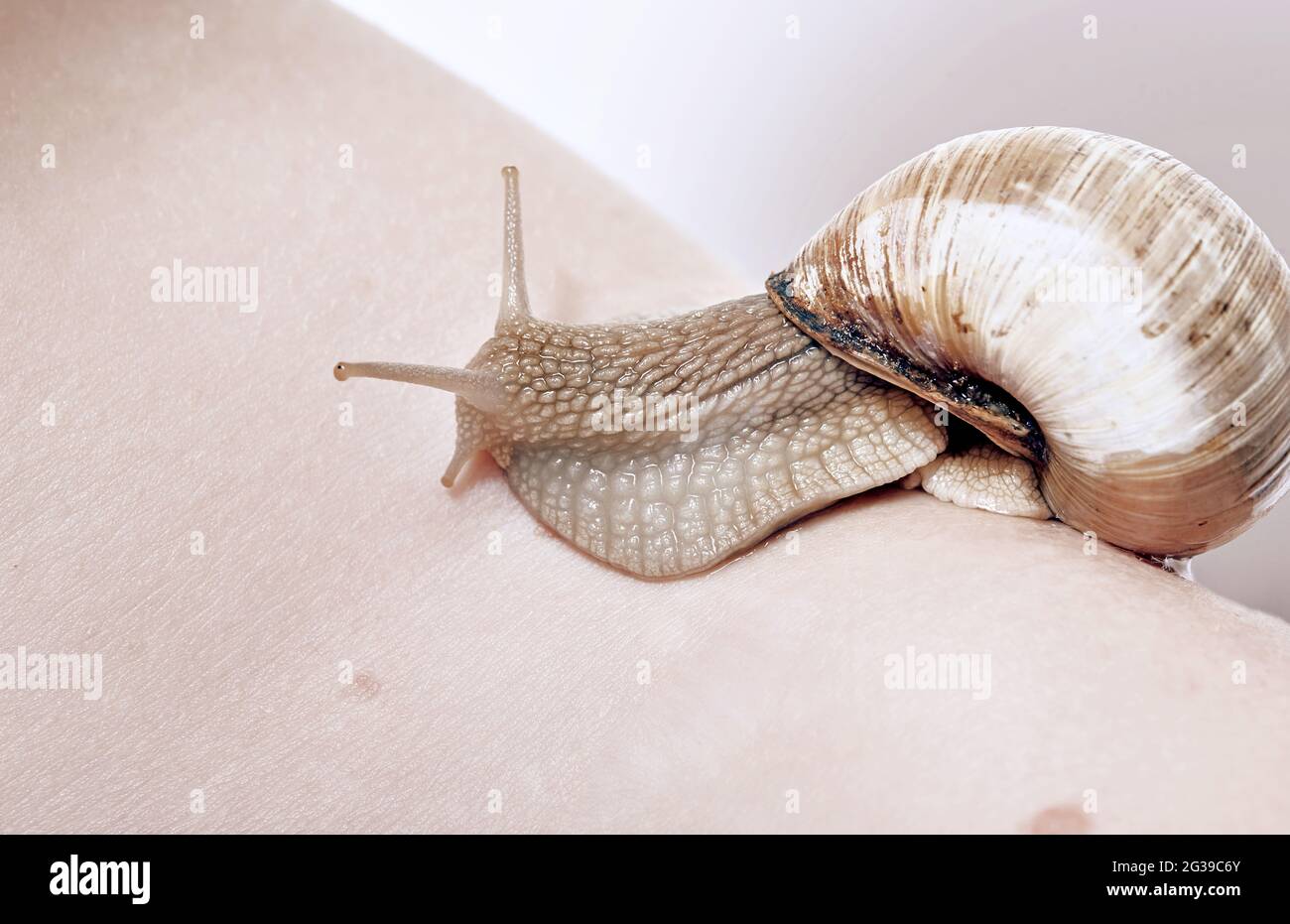 Kosmetische Kosmetik Verfahren. Mädchen und niedliche Schnecke. Hautpflege. Massage mit Schnecke. Hautpflege reparieren. Heilender Schleim. Spaß mit entzückender Schnecke. Spa und Wellness. Kosmetik und Schneckenschleim Stockfoto