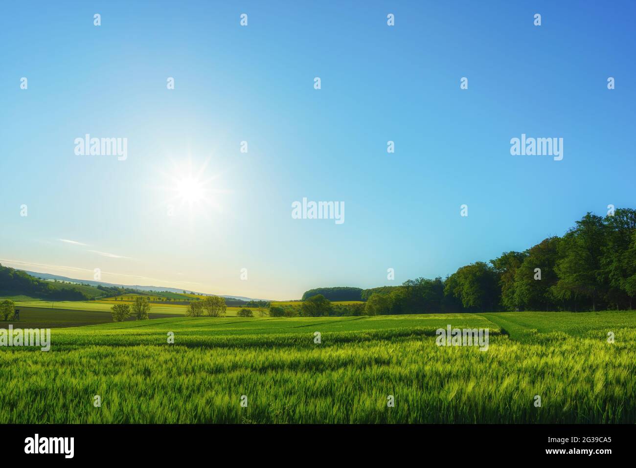 Ein frisches grünes Weizenfeld an einem Sommermorgen Stockfoto