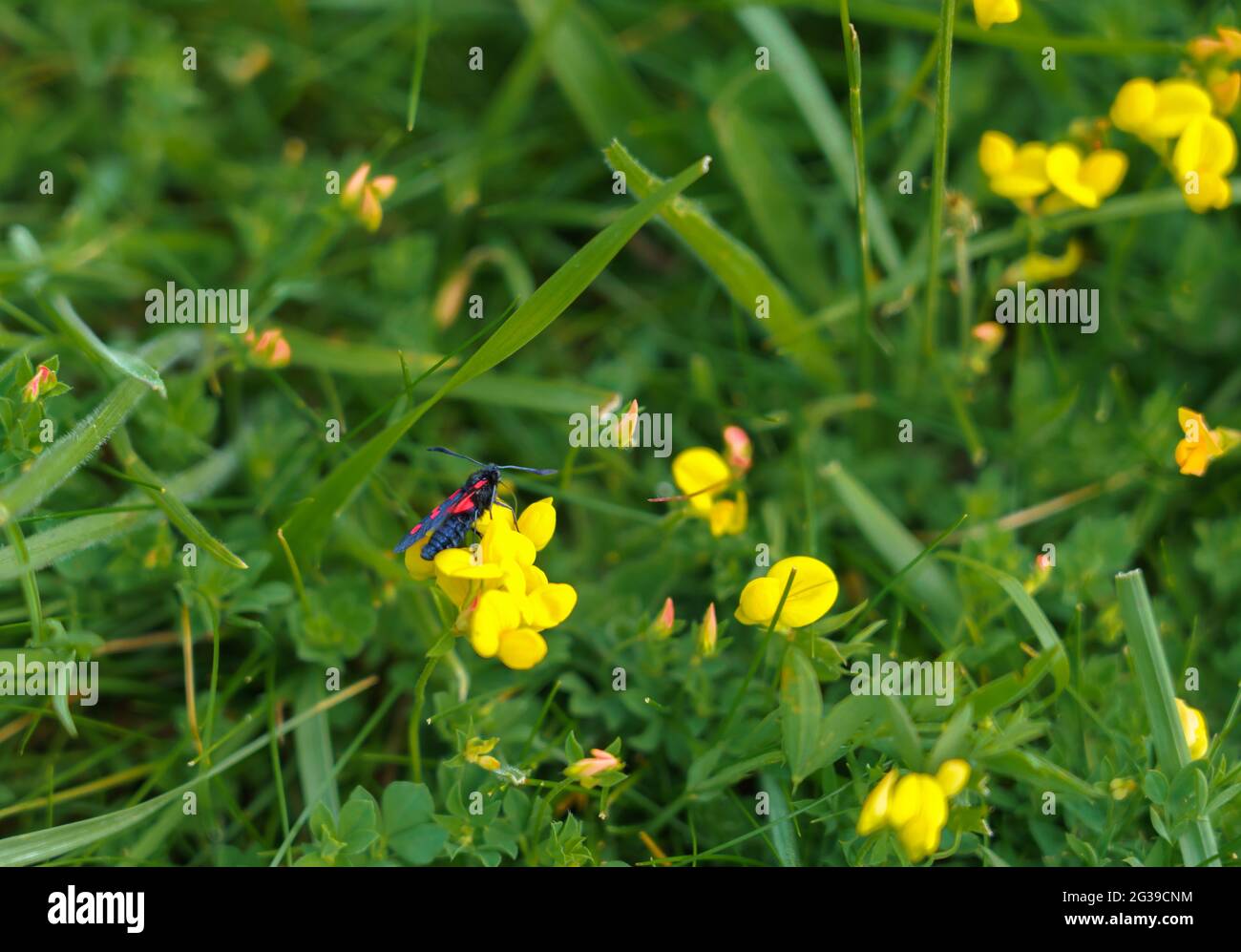 Nahaufnahme einer schönen fünf-Punkte-burnett-Motte (Zygaena trifolii) auf hellgelbem Vogelfuß-Trefoil (Lotus corniculatus) Stockfoto