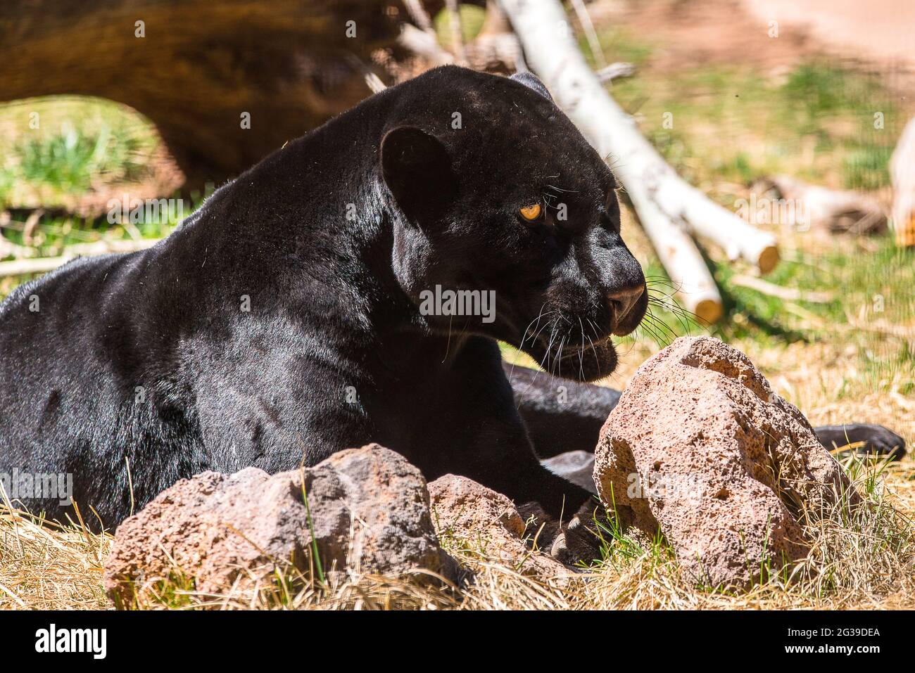 Schwarzer Leopard Stockfoto