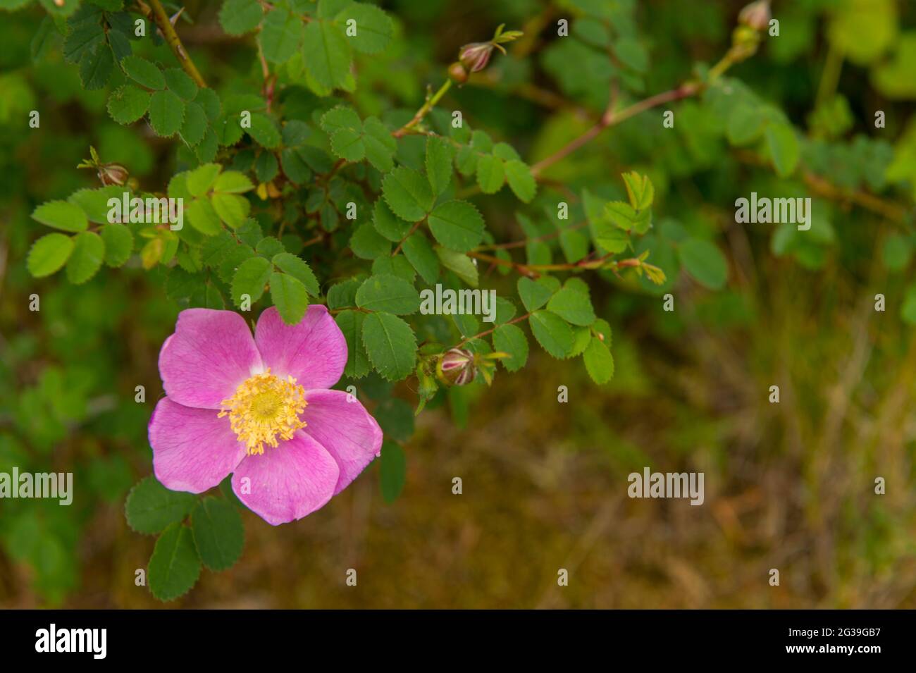 Nahaufnahme einer Nootka Rose (Rosa nutkana var. nutkana), die am Ufer des Cascade Lake im Moran State Park auf der Insel Orcas, San Juan Islands in Wa wächst Stockfoto