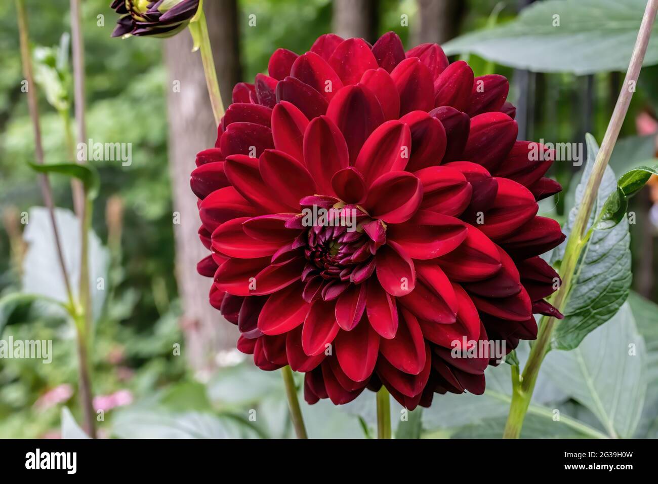 Dunkelrote Dahlie in einem Sommergarten. Stockfoto