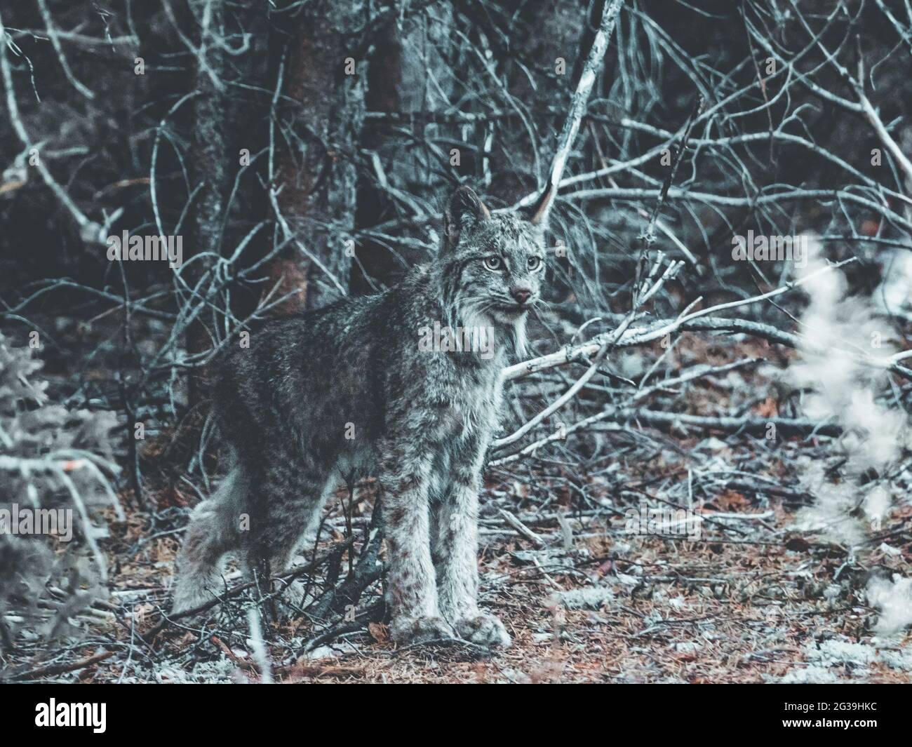 Lynx (Wildkatze, Bobcat) jagt einen Hasen in der kanadischen Wildnis Stockfoto