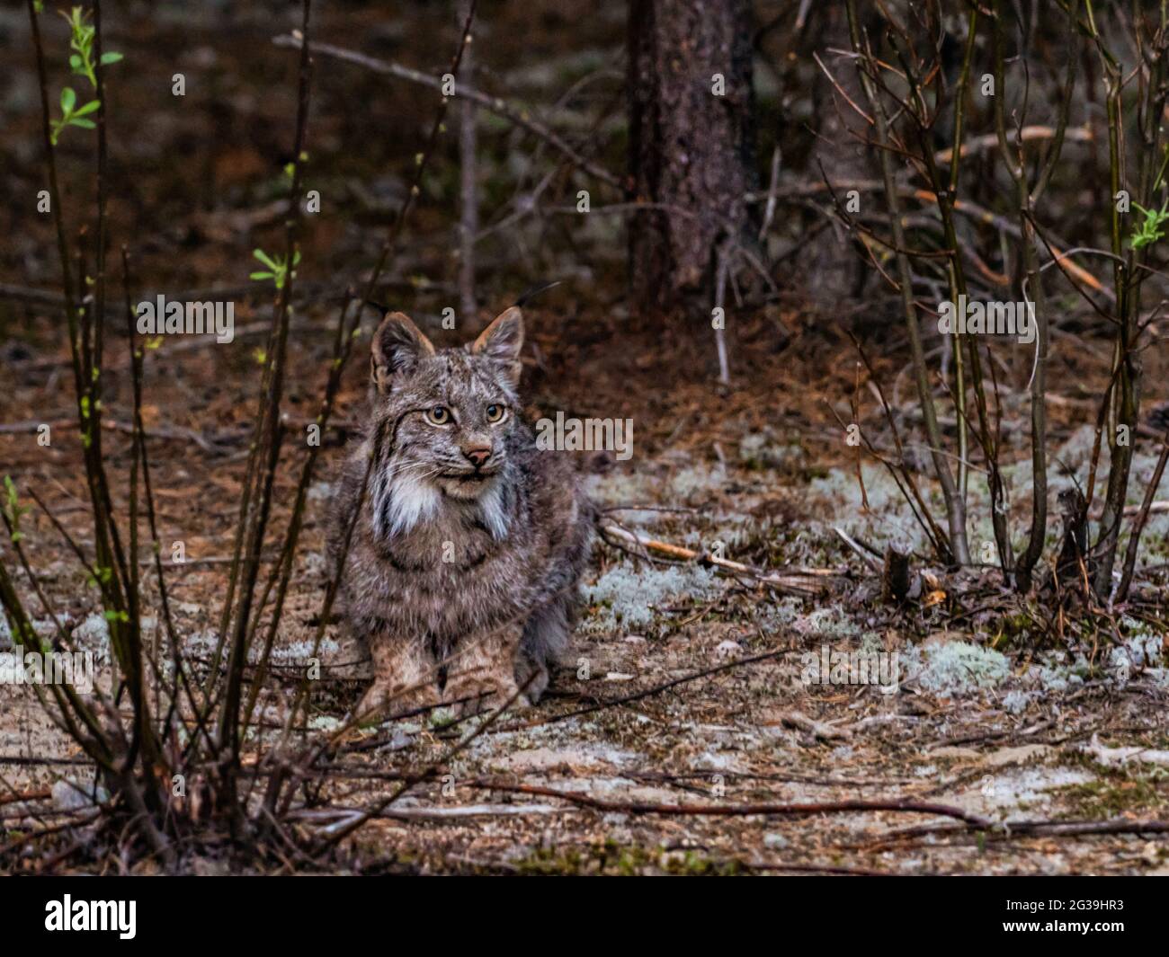 Lynx beobachtet Schneeschuhhasen in freier Wildbahn, Quebec, Kanada, Wildkatze, Bobcat Stockfoto