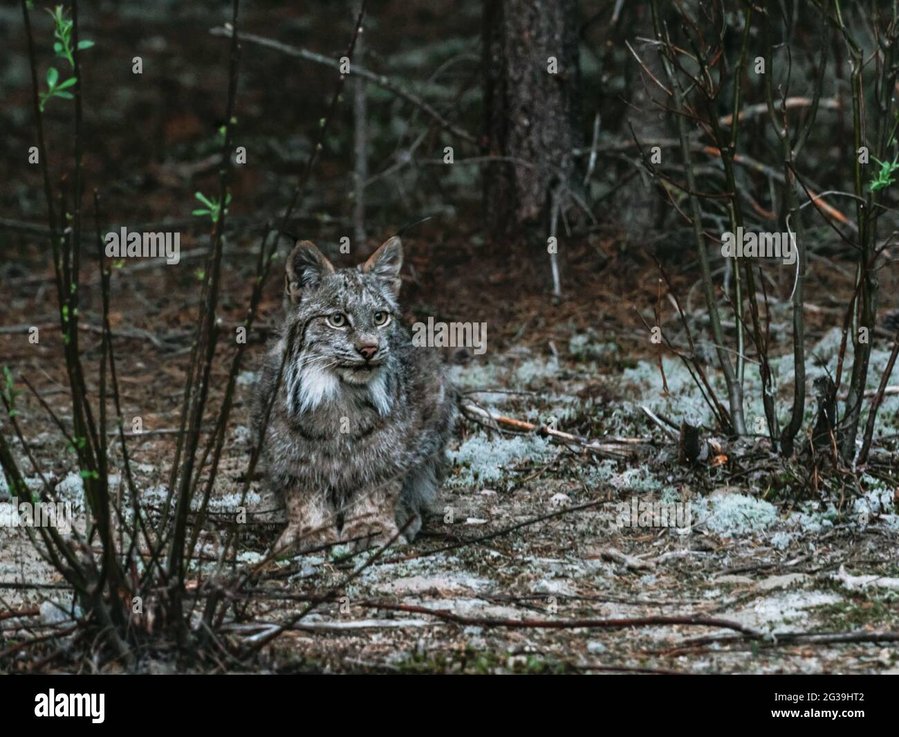 Lynx beobachtet Schneeschuhhasen in freier Wildbahn, Quebec, Kanada, Wildkatze, Bobcat Stockfoto
