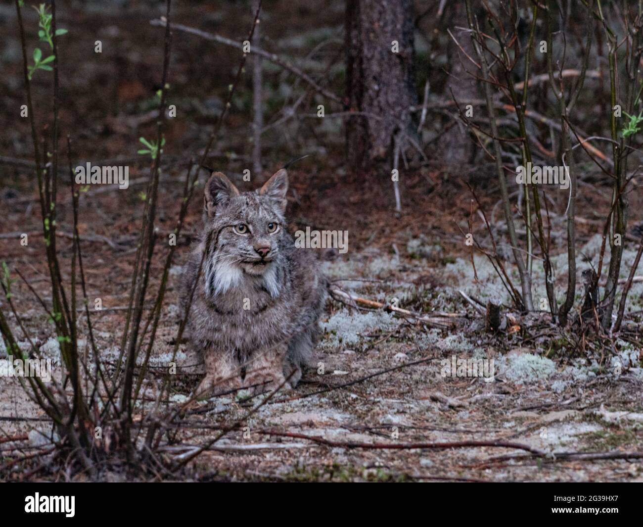 Lynx beobachtet Schneeschuhhasen in freier Wildbahn, Quebec, Kanada, Wildkatze, Bobcat Stockfoto