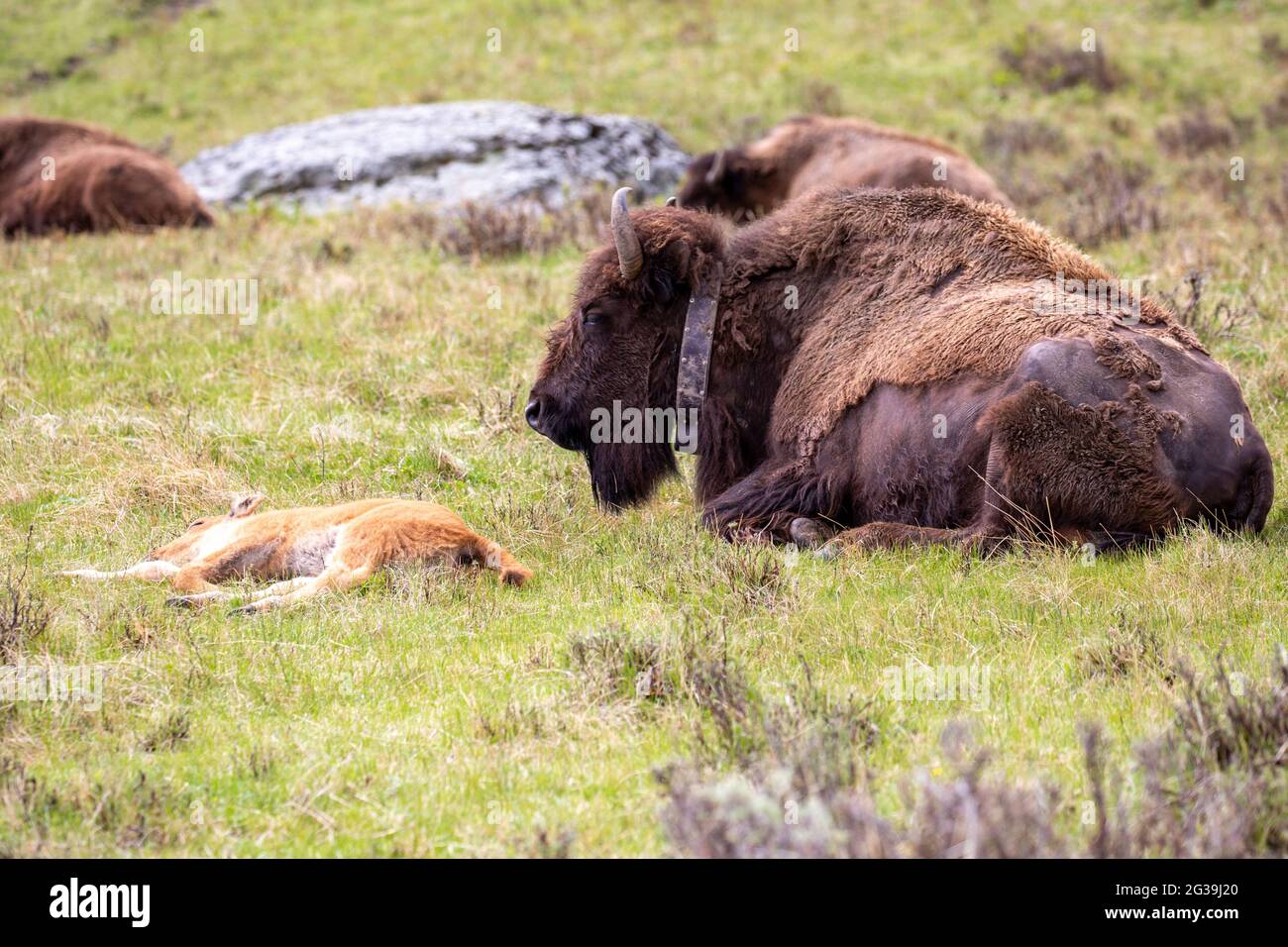 Bison (Bison Bison) Kalb und seine Mutter mit einem Funkkragen ruhen im Yellowstone National Park im Mai, horizontal Stockfoto