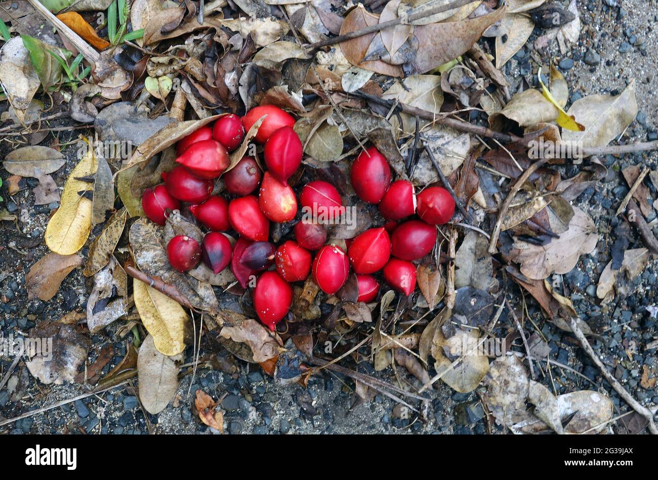 Rote Berrywood-Früchte (Ochrosia elliptica), Lord Howe Island, NSW, Australien Stockfoto