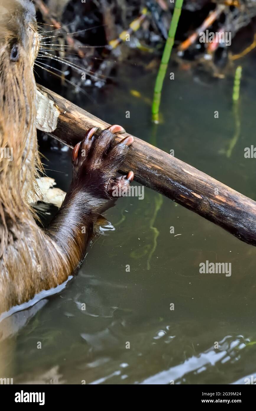 Ein wilder Biber 'Castor canadensis', der einen Stock hält, an dem er mit seinem Vorderfuß kaut. Stockfoto