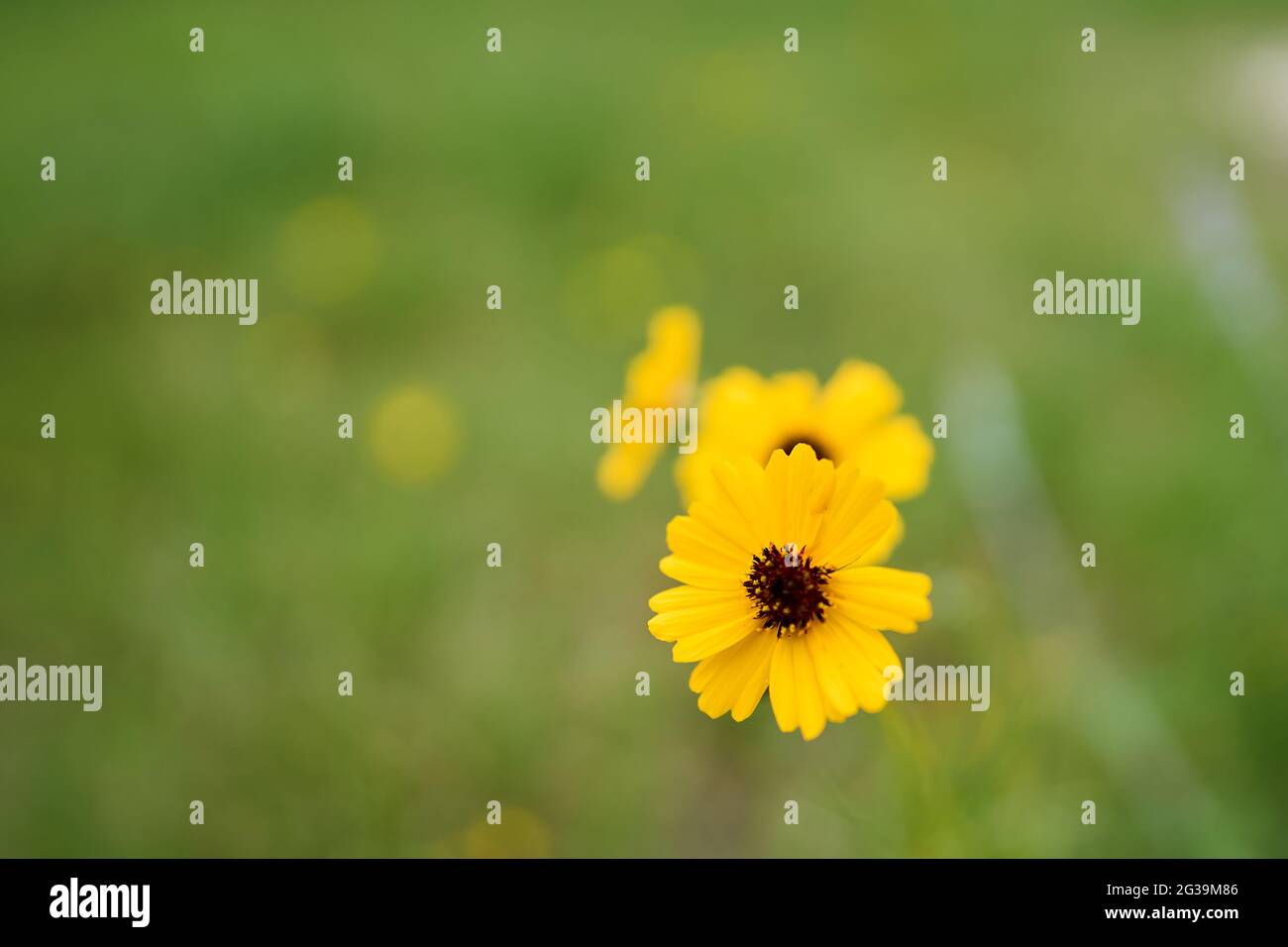 Leavenworth's Tickseed (Coreopsis leavenworthii) Gelbe Blume mit grünem Hintergrund und dunkelrotem Zentrum, Bokeh Hintergrund isolierte gelbe Blume Stockfoto