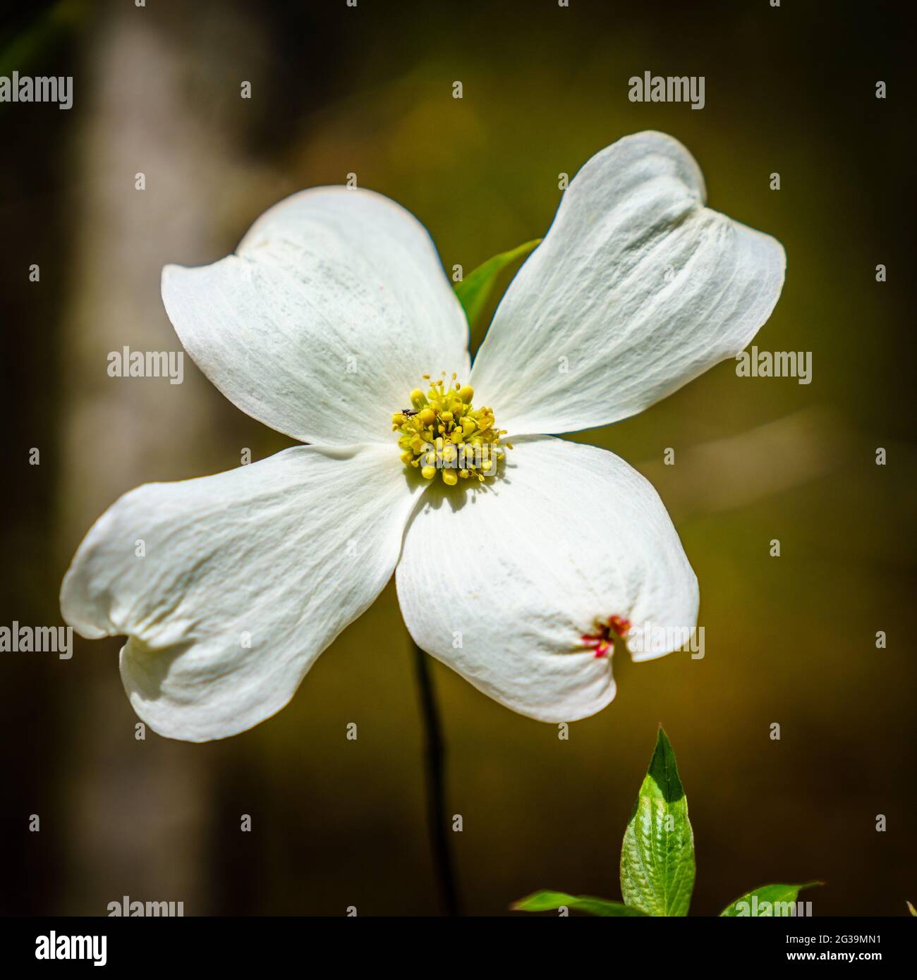 Nahaufnahme der Dogwood-Blume in der Red River Gorge, Kentucky Stockfoto