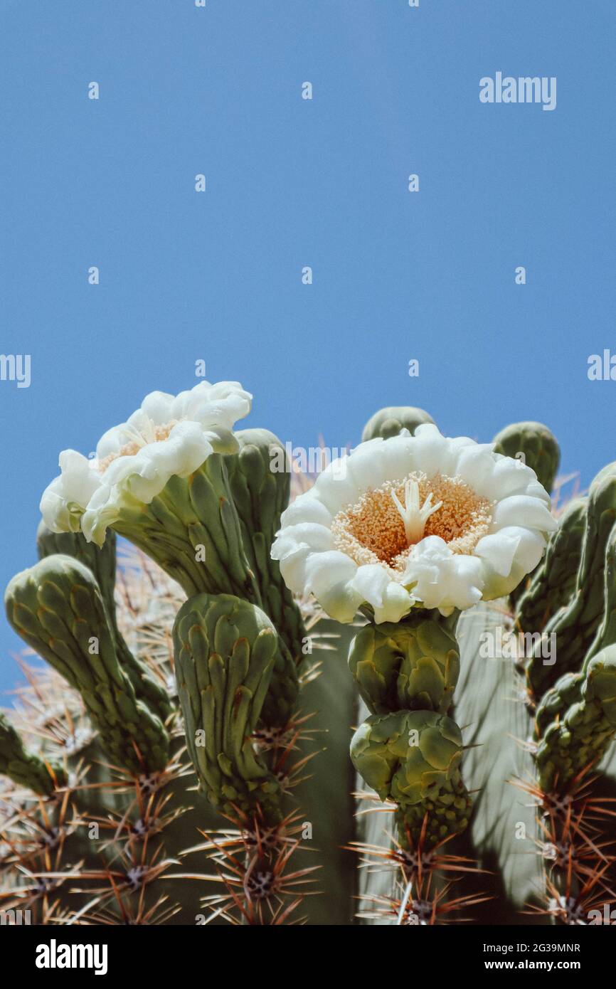 Blühende Saguaro Blumen in Scottsdale Arizona Stockfoto