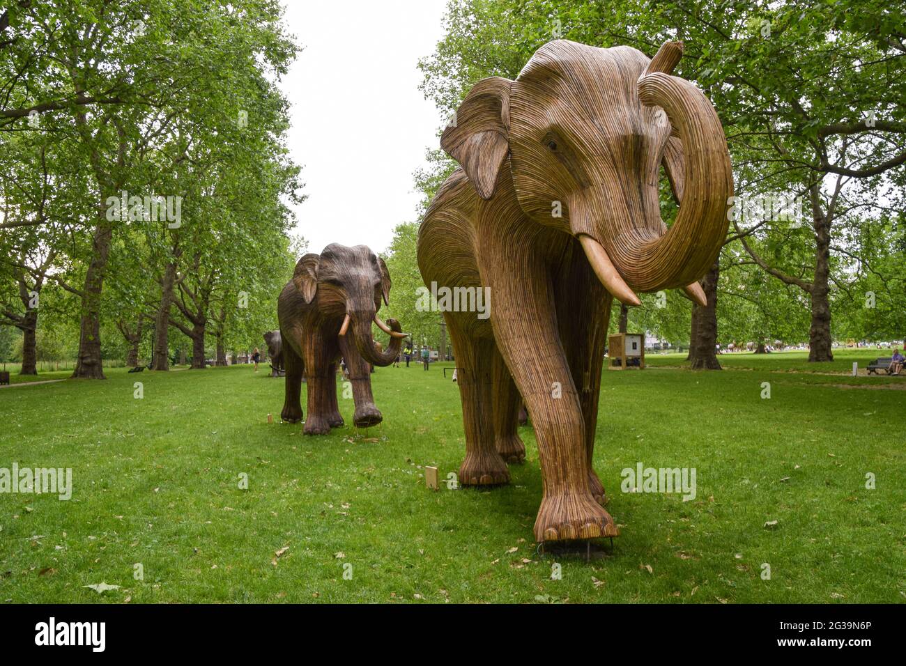 London, Großbritannien. Juni 2021. Elefantenskulpturen im Green Park, London.im Rahmen der Koexistenz-Kunstinstallation, die das zunehmende Eindringen von Menschen in die Wildnis beleuchten soll, entsteht jeder Elefant aus Lantana Camara, einer giftigen, invasiven und schädlichen Pflanzenart. Kredit: SOPA Images Limited/Alamy Live Nachrichten Stockfoto